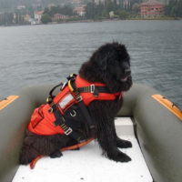 Imagen de Kong DELPHINUS Dog Harness