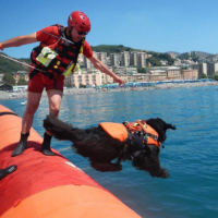 Imagen de Kong DELPHINUS Dog Harness